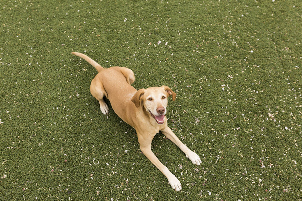 cute yellow dog standing on grass. Green background. - 写真・画像