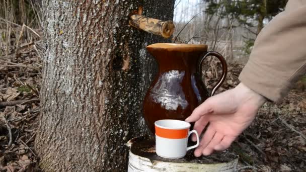 sweet and fresh maple sap pour in the cup - Footage, Video