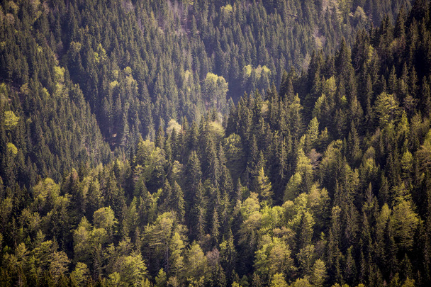 Vue sur forêt de montagne
 - Photo, image