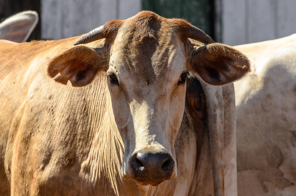 前頭面における牛の頭の上をクローズ アップ - 写真・画像