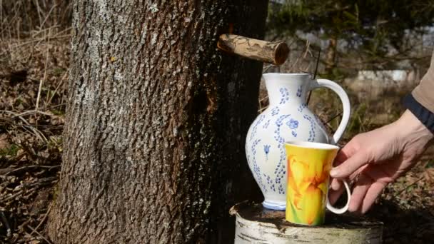 fresh and sweet maple sap in the pitcher - Footage, Video