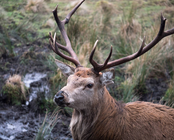 red deer stag - Photo, Image
