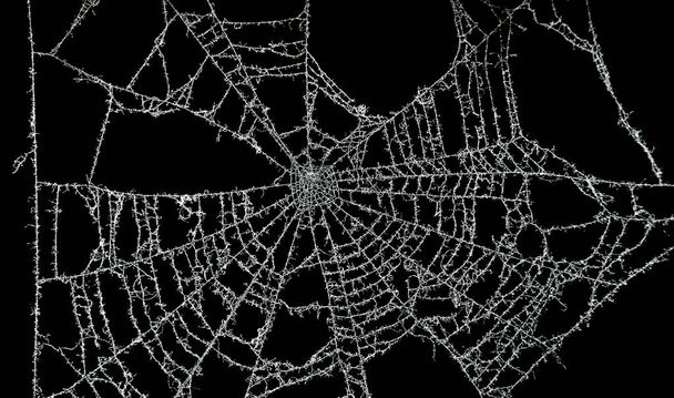stoffige spinnenweb - Foto, afbeelding