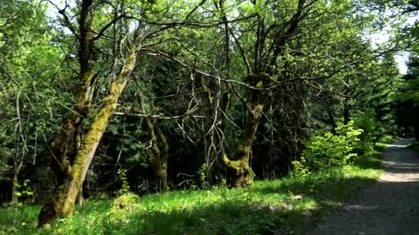 Trees near a path through a countryside - Footage, Video