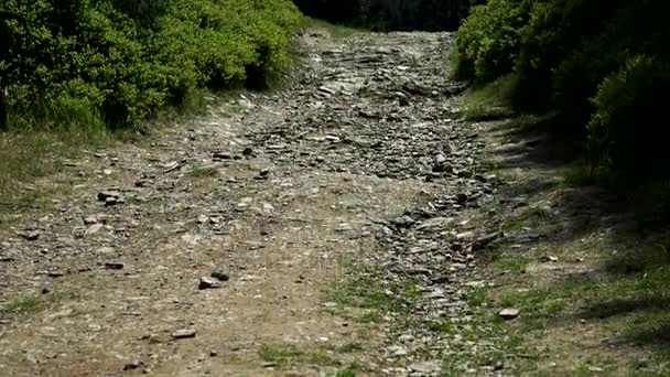 Kamieniste ścieżki w lesie - Materiał filmowy, wideo