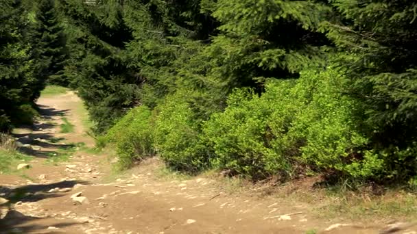 Un camino de tierra en un bosque espeso
 - Metraje, vídeo