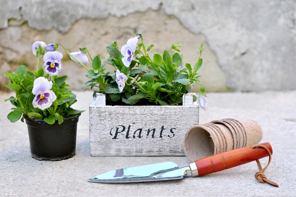 Pérsias azuis nos vasos de madeira e ferramentas de jardinagem
 - Foto, Imagem