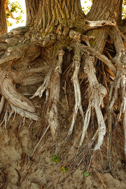plaża errosion drzewo - Zdjęcie, obraz