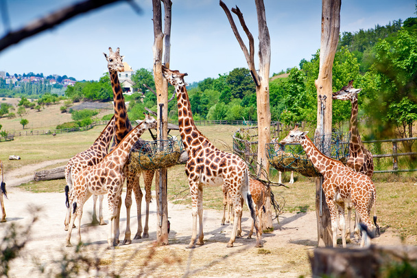 Feeding Time For Giraffes - Fotoğraf, Görsel