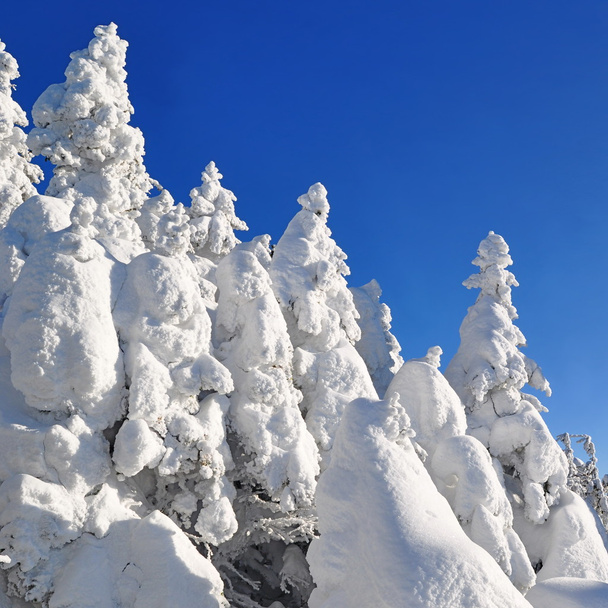 Les sapins sous la neige
 - Photo, image