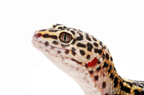 Eublepharis. Закри милий leopard gecko (eublepharis macularius) - Фото, зображення