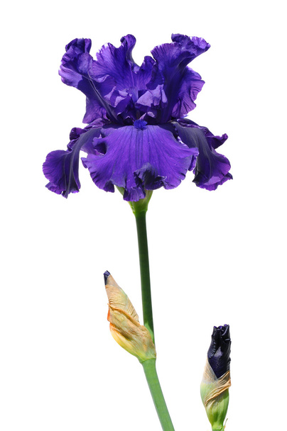 Purple Iris Flower - Valokuva, kuva