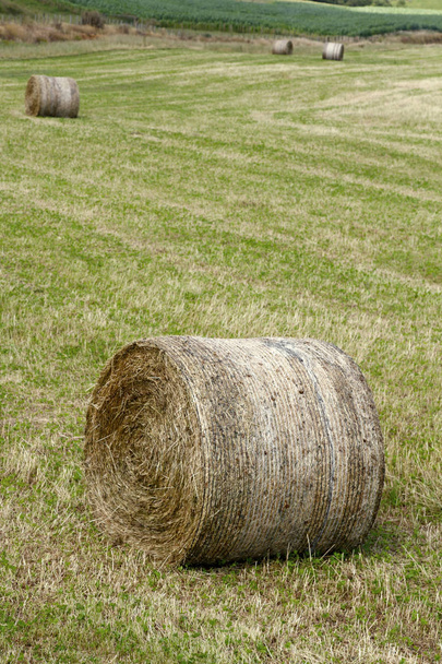 Round hay bales - Photo, Image