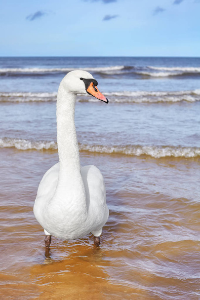 Mute swan on a beach. - Фото, зображення