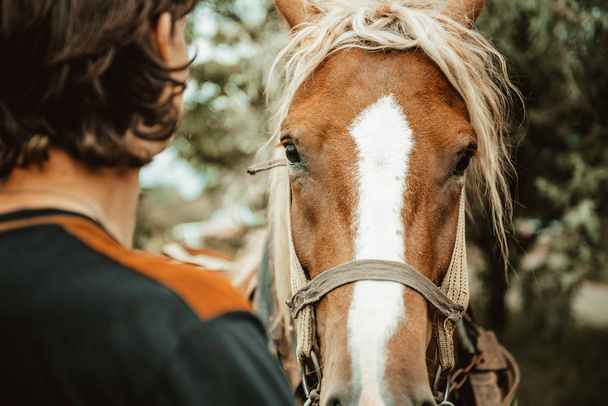 Detailní záběr na koně jíst trávu - věku Foto retro vzhled - Fotografie, Obrázek