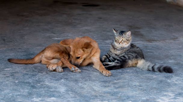 pes a kočka  - Fotografie, Obrázek