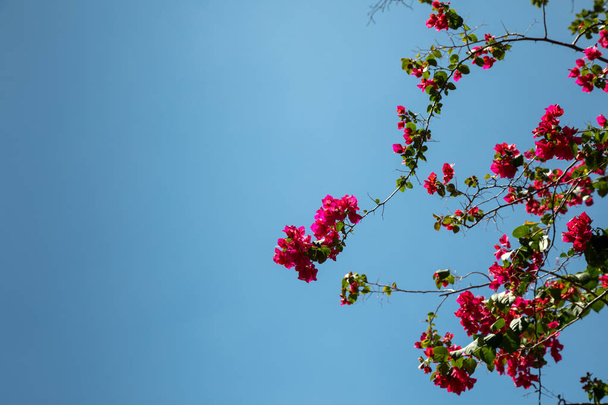 Pink blooming bougainvilleas against  blue sky. - Foto, afbeelding
