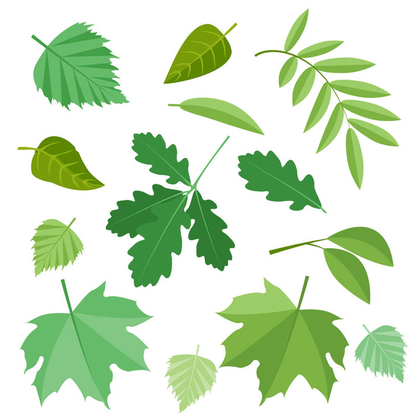 Collection of green leaves. Vector, illustration in flat style isolated on white background EPS10. - Vetor, Imagem