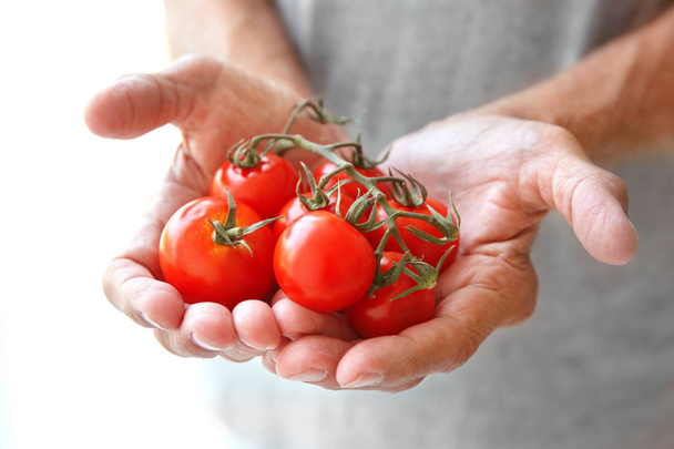 hands holding tomatoes - 写真・画像