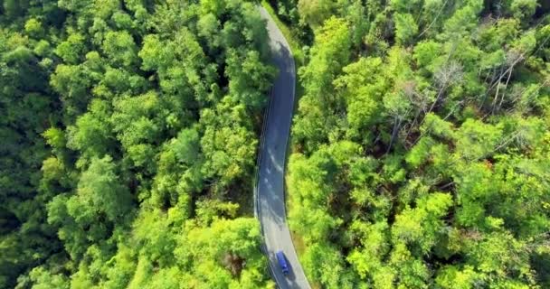 Aerial shot of an empty asphalt road in the middle of a dense forest in the afternoon in the sun. View from above - Footage, Video