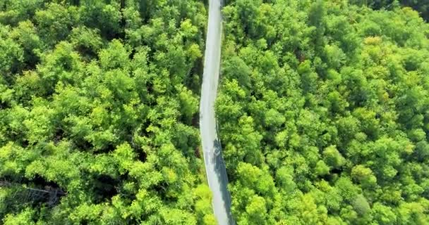 Vista dall'alto su una strada forestale. Strada in mezzo alla foresta. Sparatoria aerea, ripresa da un elicottero
 - Filmati, video