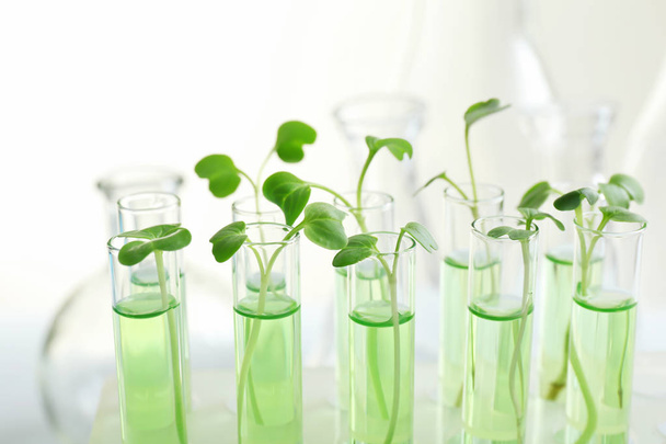 Plants in test tubes  - Photo, image