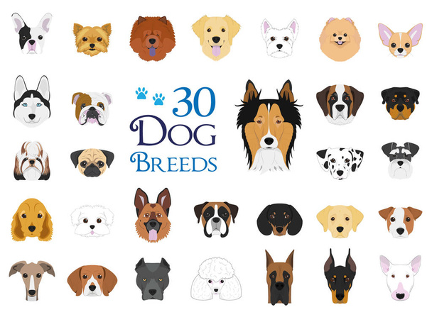 Dog breeds Vector Collection: Set of 30 different dog breeds in cartoon style. - Vector, Image