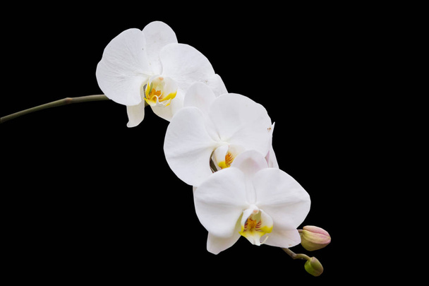 Izolacji tajski Orchidea biały na czarnym - Zdjęcie, obraz