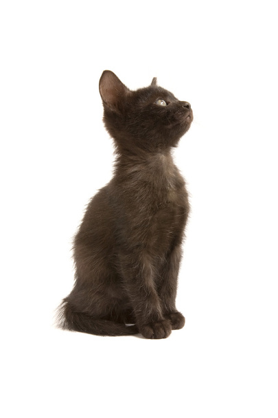 Kitten - Photo, image