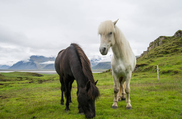 Beautiful icelandic horse - Zdjęcie, obraz