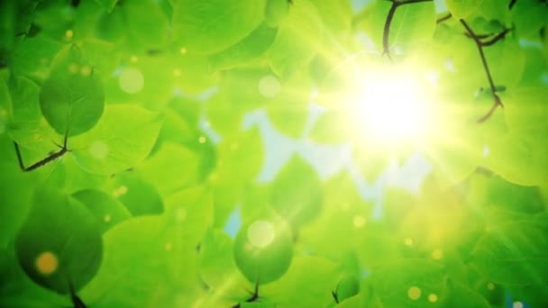 atural rám krásné zelené listy - Záběry, video