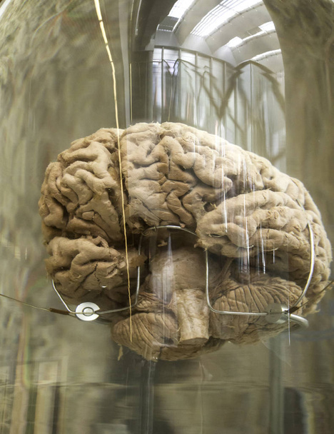 Cérebro humano em barco
 - Foto, Imagem