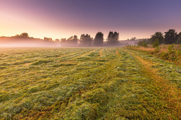 Morning foggy meadow in polish countryside - Photo, Image