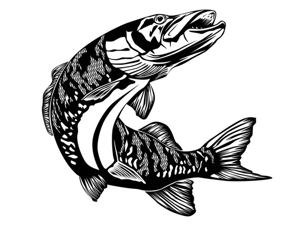 Pike black and white - Vector, Image