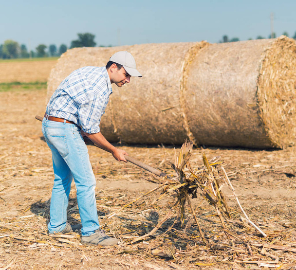 Farmer harvesting dried hay in field - Foto, Imagem