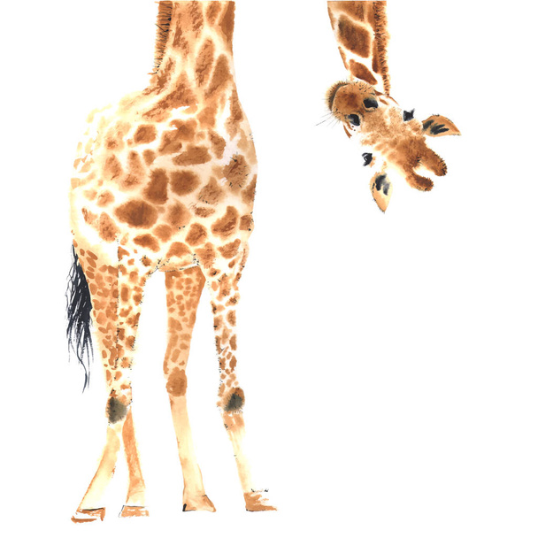 Girafa realista feita em aquarela
. - Vetor, Imagem