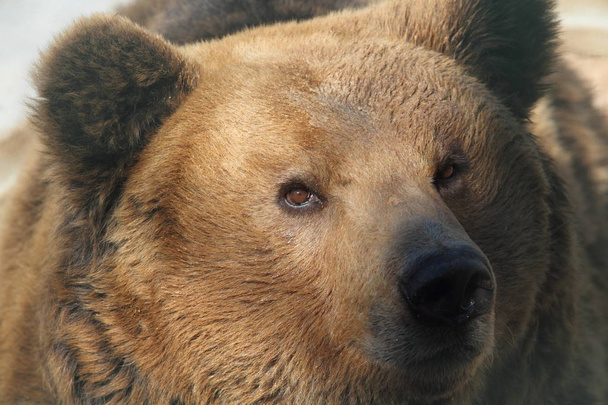 Marsicano Bear in Abruzzo National Park - Fotoğraf, Görsel