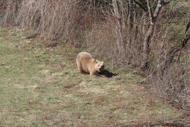 Marsicano Bear in Abruzzo National Park - Φωτογραφία, εικόνα