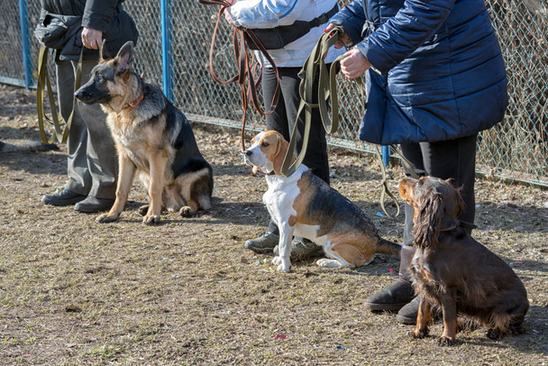 Σκυλιά που κάθονται κοντά στα πόδια του masters κατά τη διάρκεια του σκύλοs εκπαίδευση τάξη εξωτερική. - Φωτογραφία, εικόνα