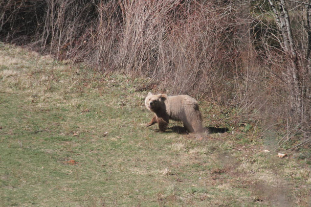 Marsicano Bear in Abruzzo National Park - Foto, Imagem
