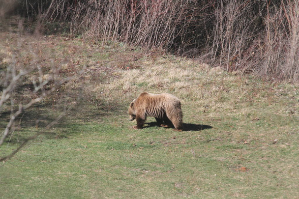 Marsicano Bear in Abruzzo National Park - Φωτογραφία, εικόνα