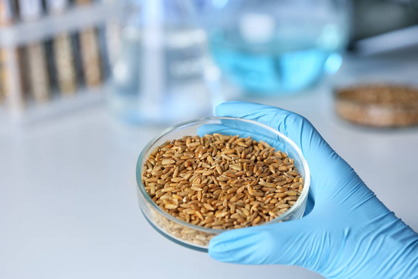 Scientist holding Petri dish with grains  - Фото, изображение