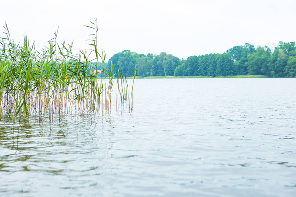 Mauvais temps et rivage du lac avec roseaux
 - Photo, image