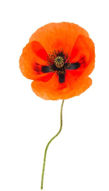 Beautiful poppies isolated  - Foto, imagen
