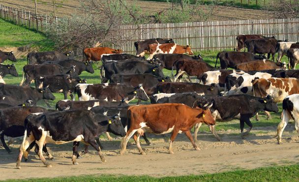 Vacas yendo a casa
  - Foto, imagen