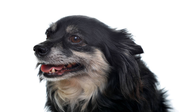 Μικρή φυλή σκυλί Chihuahua - Φωτογραφία, εικόνα