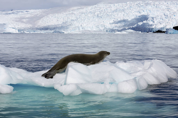 Pobřeží Antarktidy - Fotografie, Obrázek