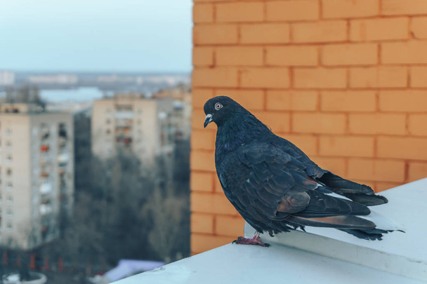 Любопытный голубь на краю, на фоне городского пейзажа
 - Фото, изображение