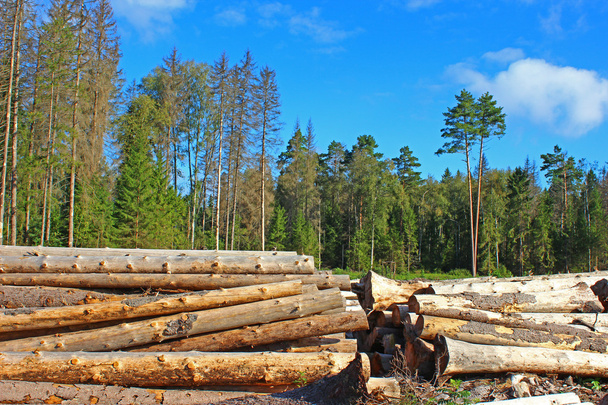 Сбор древесины в России
 - Фото, изображение