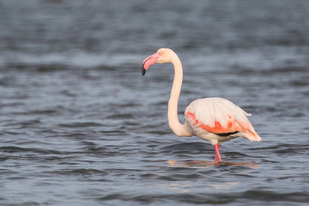 A wild flamingo - Photo, Image